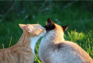 8 foto di gatti che, ricevendo un bacio, ricambiano il gesto alla “loro maniera”