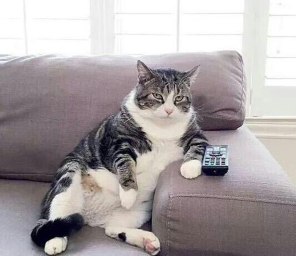 gatto tv guarda