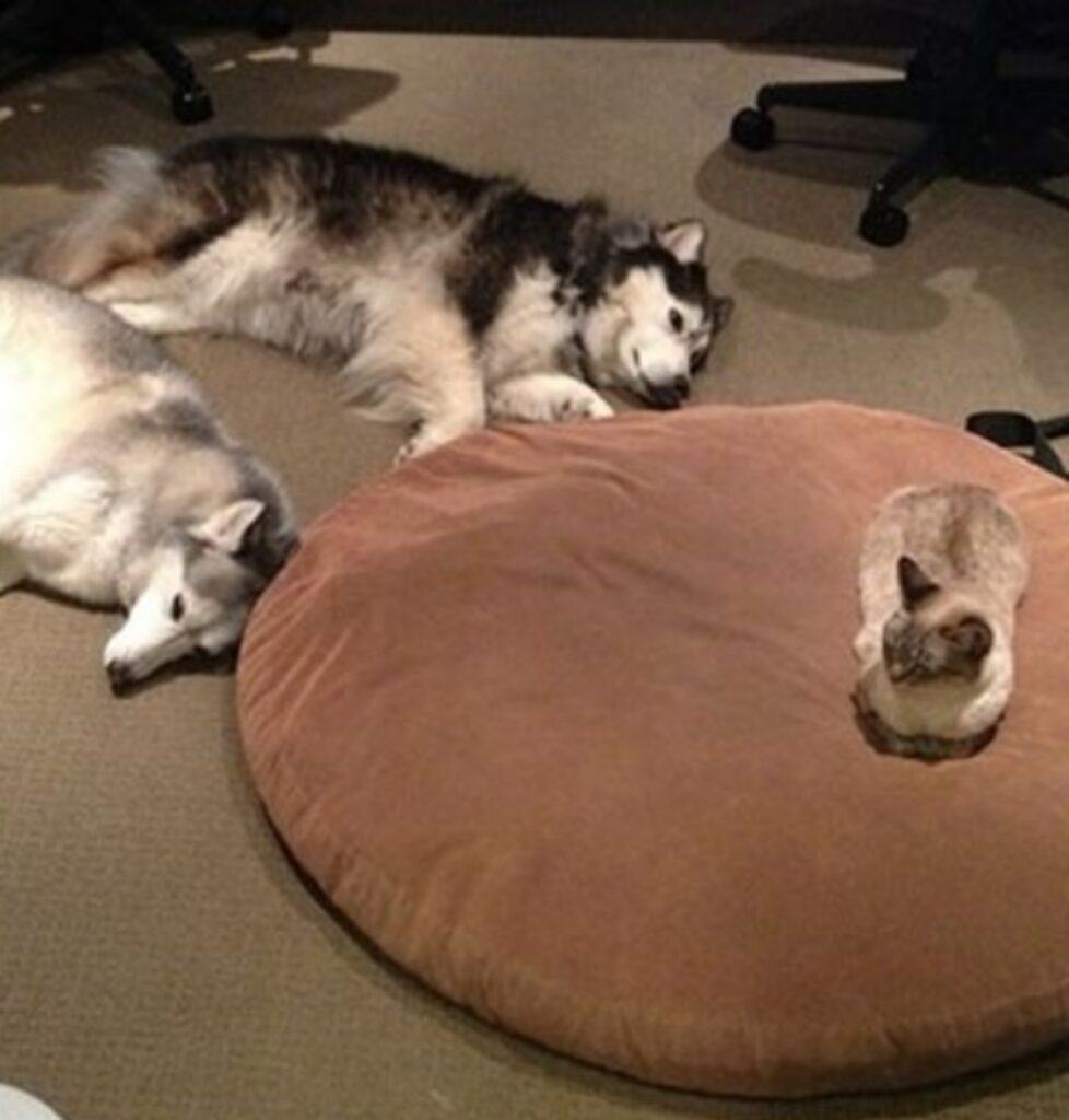 gatto cuscino cani