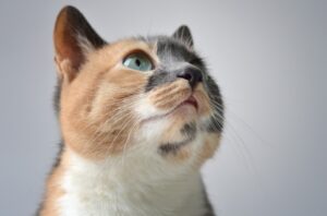 8 foto di gatti che rispondono con un secco “No” alle attenzioni dei proprietari