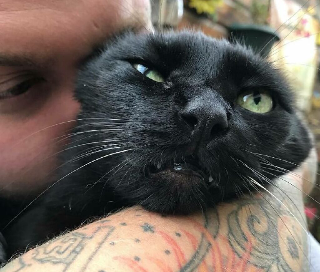gatto nero occhi verdi
