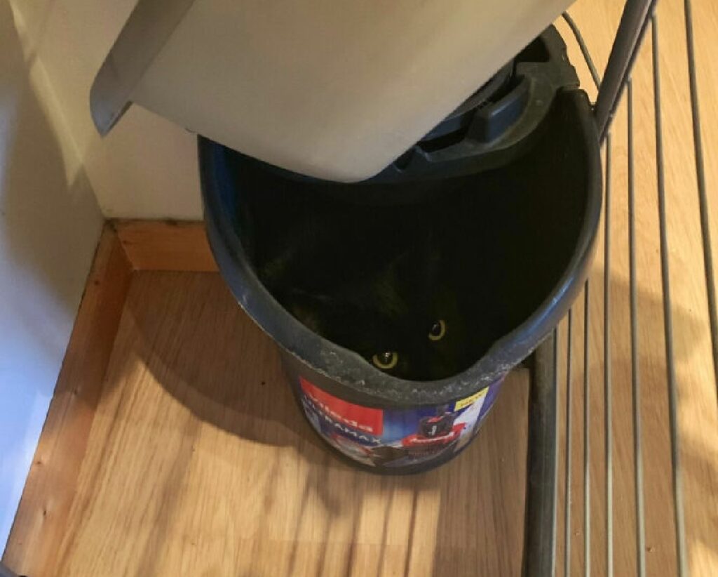 gatto nero dentro secchio