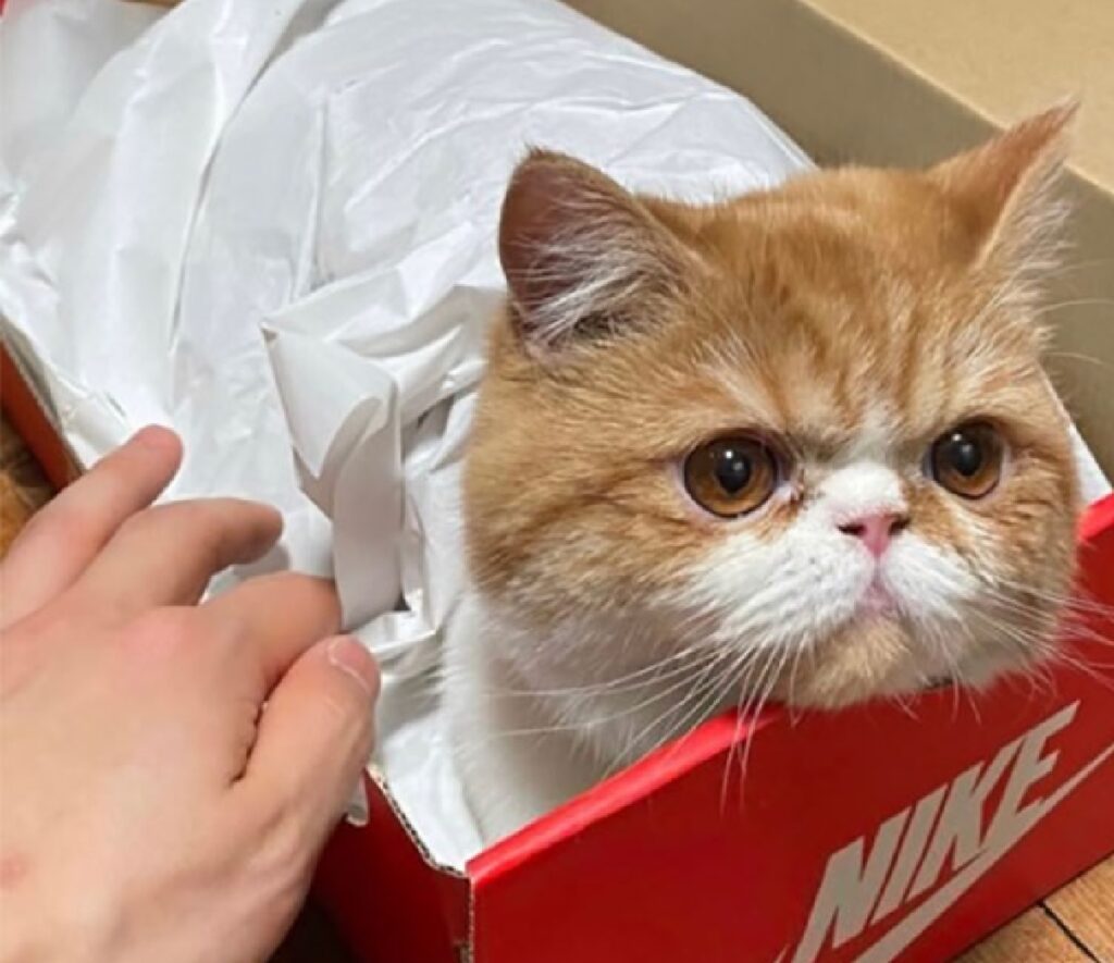 gatto si infila scatola di scarpe