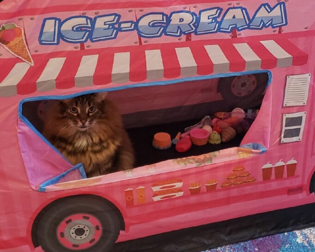 gatto rosa furgoncino gelati