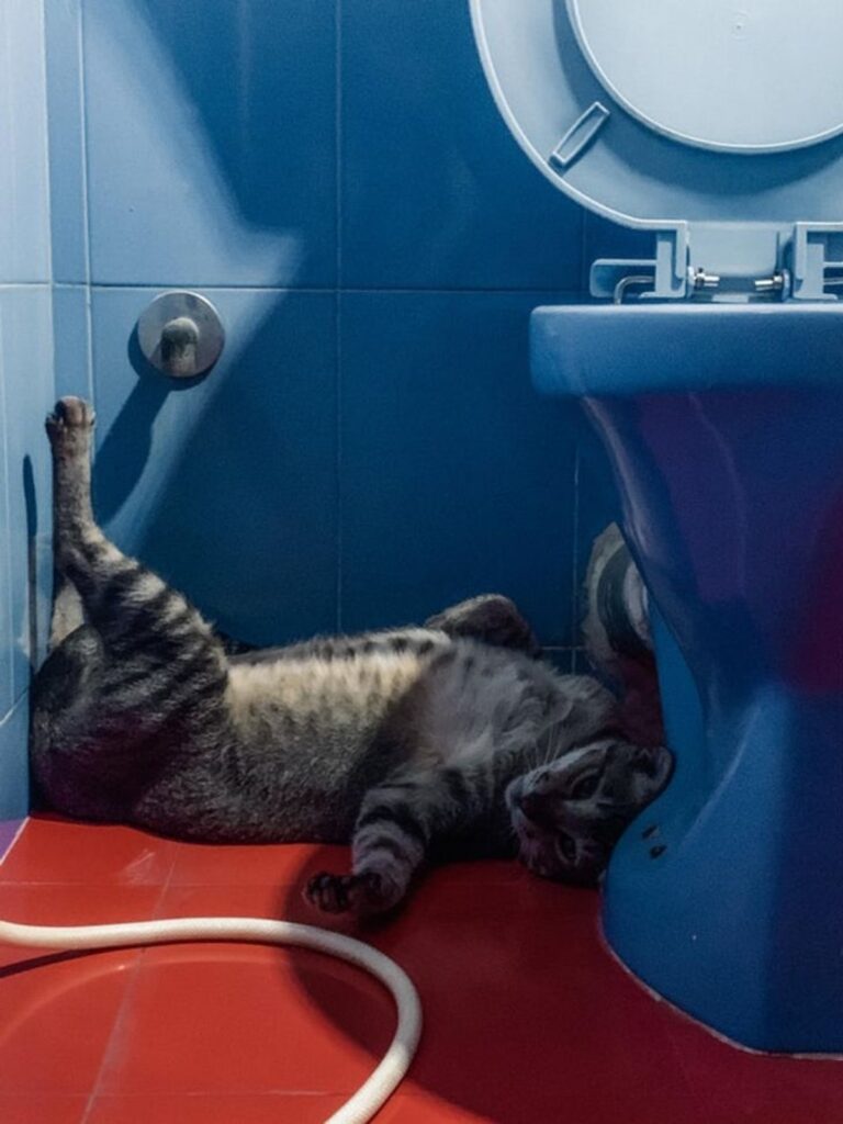 gatto bagno sottosopra