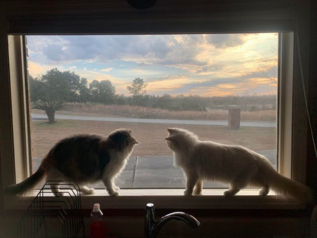felini guardano tramonto