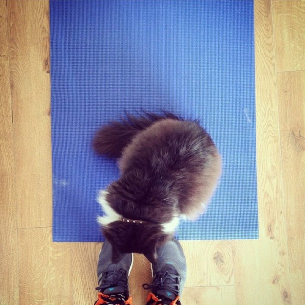 gatto tappeto yoga
