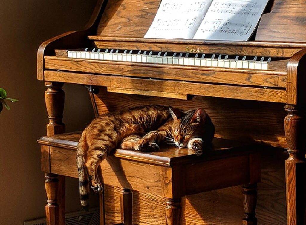 gatto dorme su pianoforte