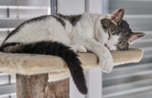 8 foto di dolcissimi gatti che stanno per addormentarsi beatamente