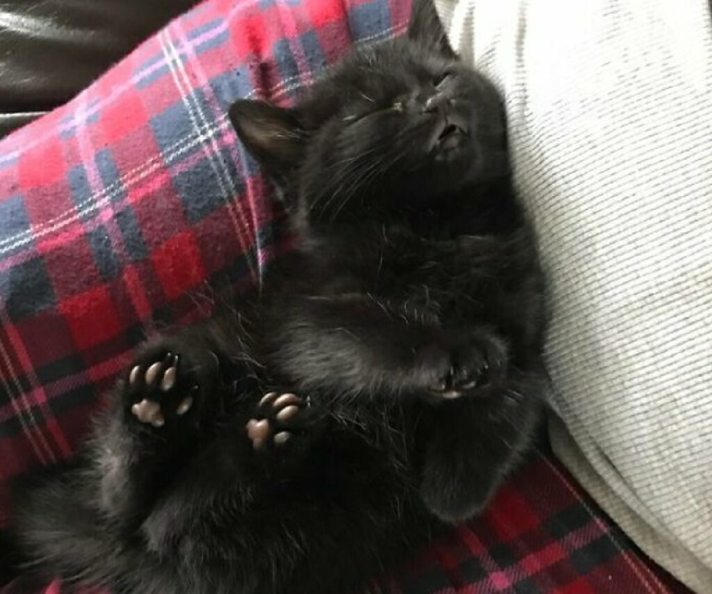 gattino nero dorme bocca spalancata