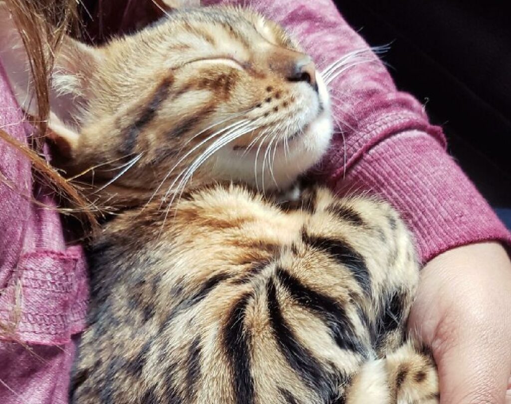 gatto dorme beatamente braccia mamma