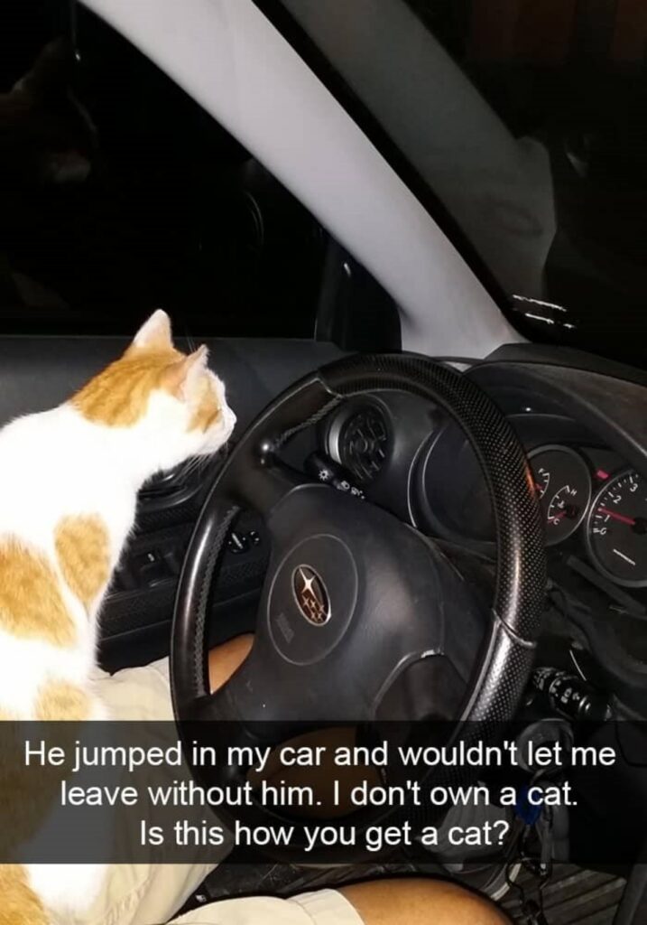 gatto auto sorpresa