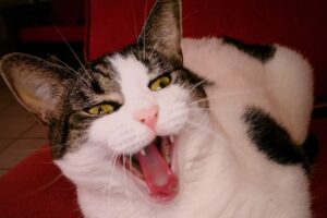 8 foto di gatti così buffe che non ti faranno smettere di ridere