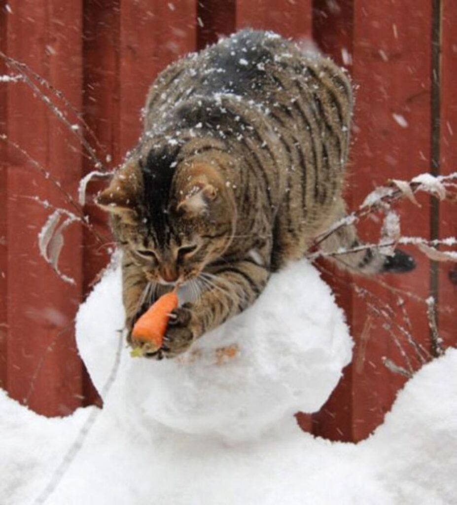 micio carota prende