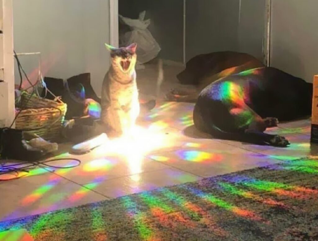 gatto luce parte dalla base