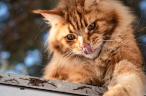 8 foto di gatti divertenti che ci rubano il cuore con le loro trovate geniali
