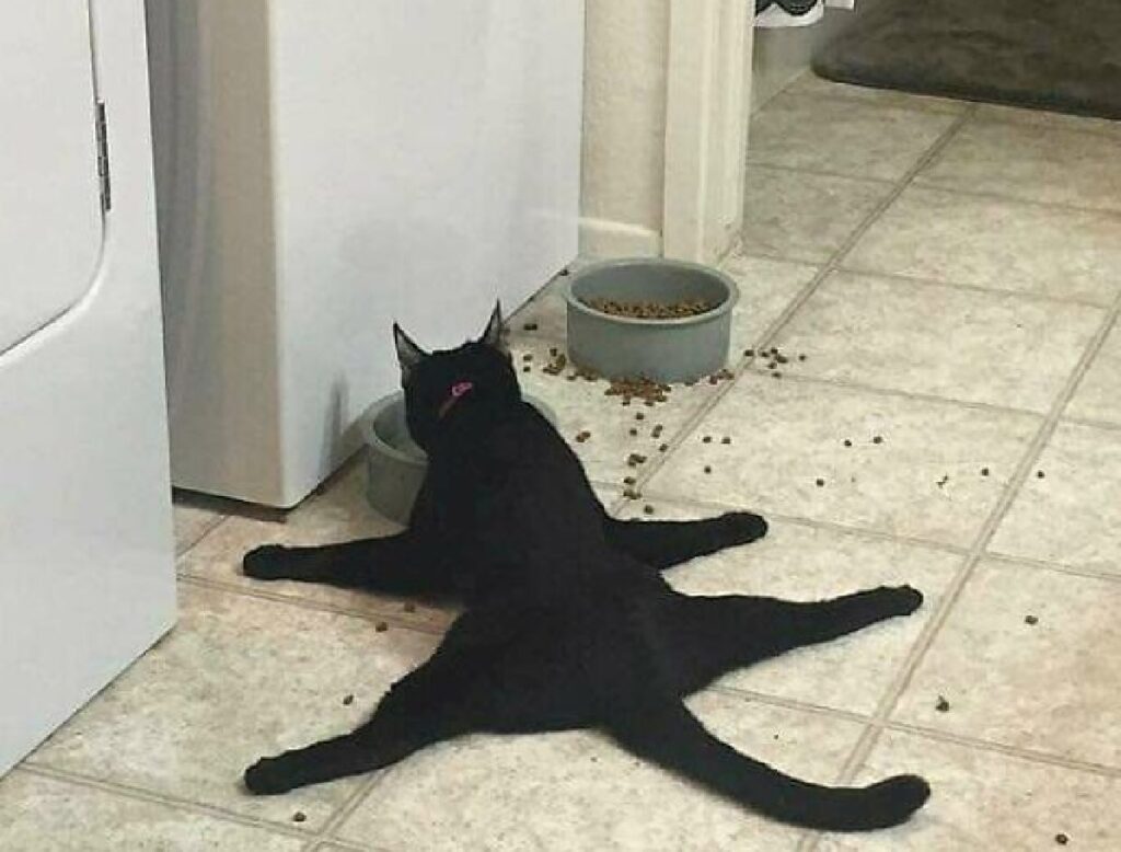 gatto nero si sdraia per terra