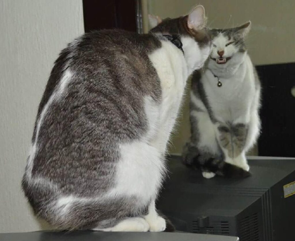gatto trama qualcosa davanti specchio