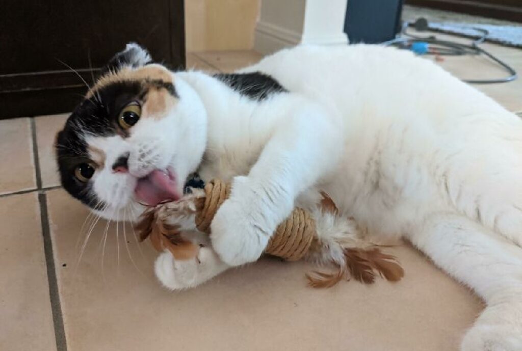 gatto calico con giocattolo