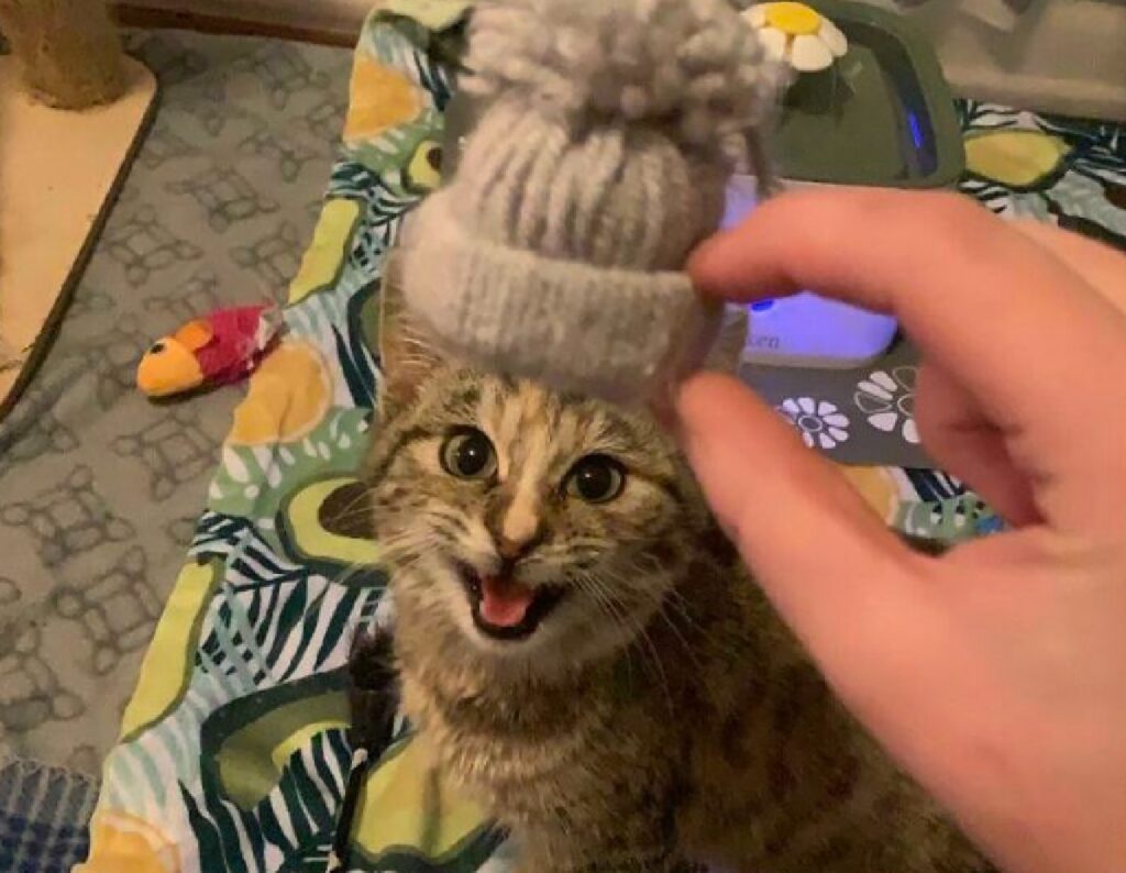 gatto cappello su testa