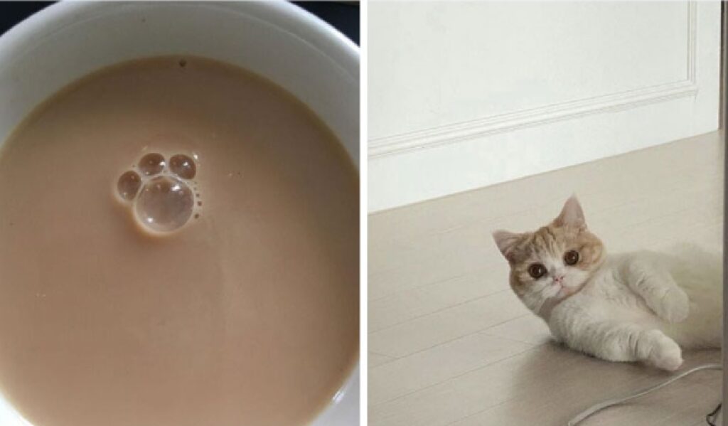 gattino latte macchiato 