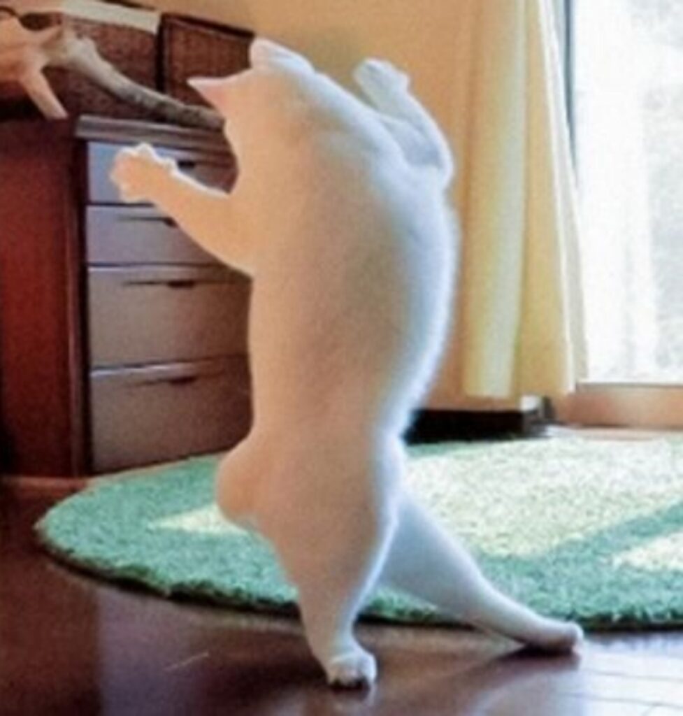 micio bianco balla