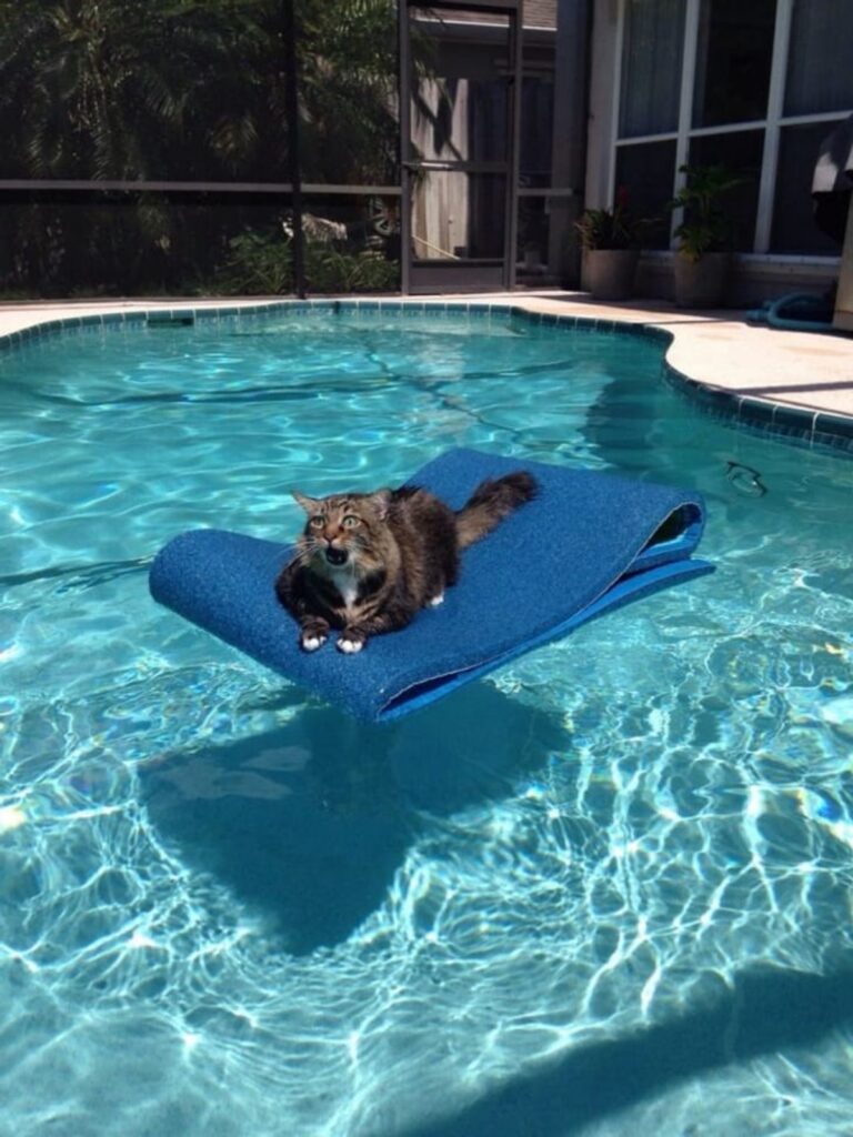 felino acqua piscina