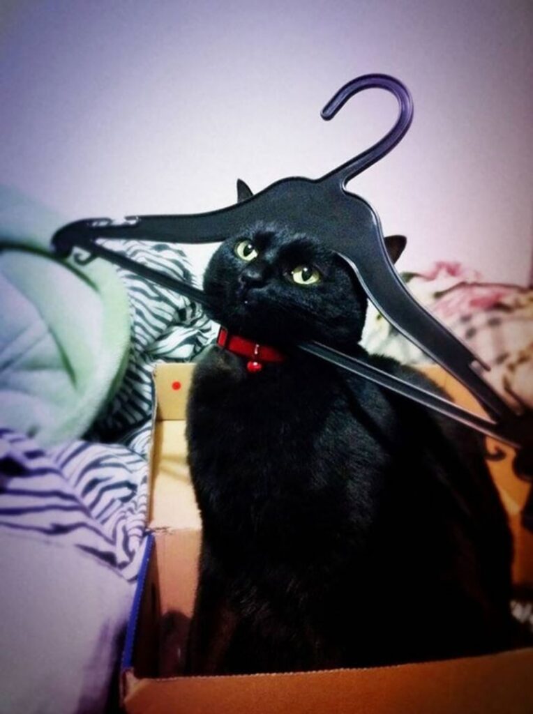 gruccia gatto nero