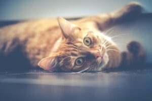 8 foto di gatti sorpresi in situazioni insolite