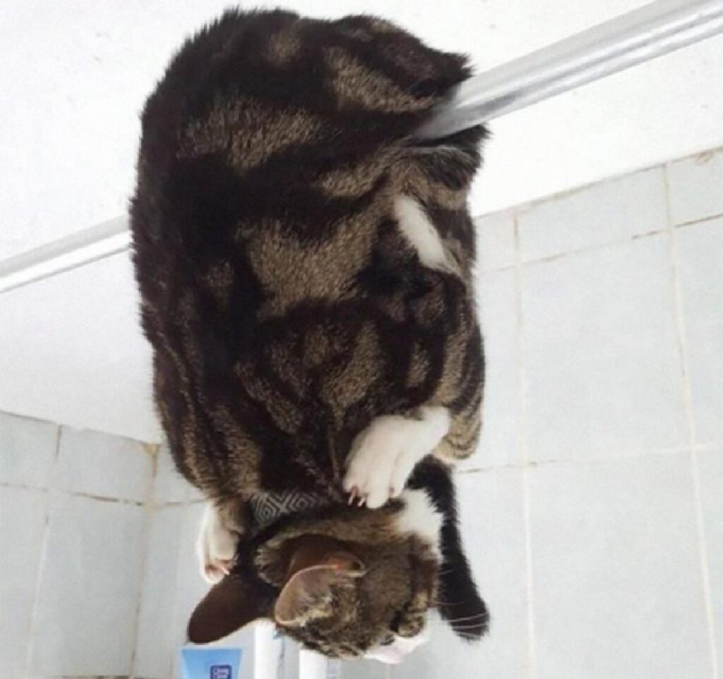 gatto testa giù doccia