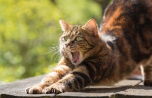 8 foto di gatti malfunzionanti e poco lucidi nelle loro azioni