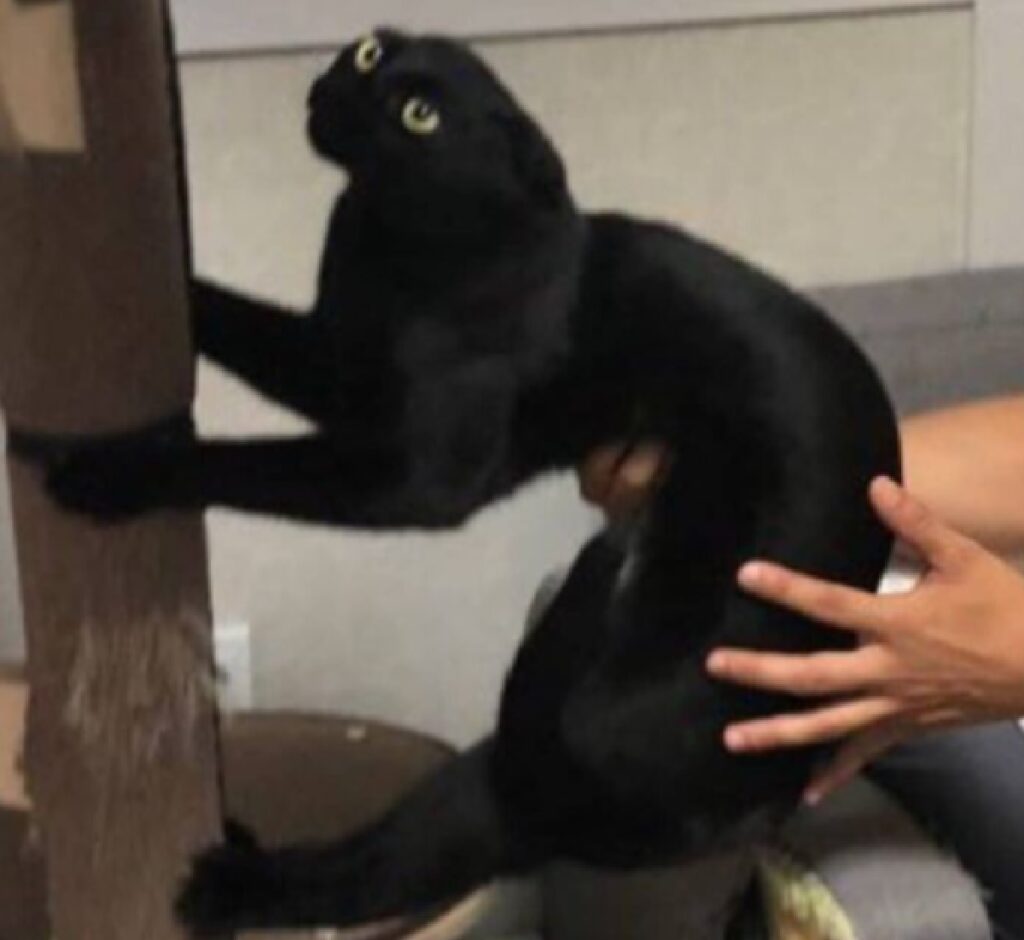 gatto nero arrampicato albero felino