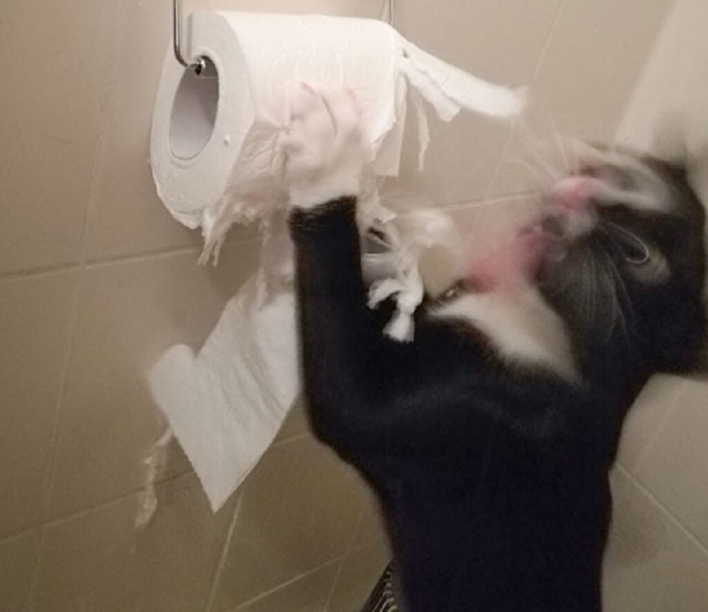 gatto scena distruzione carta igienica