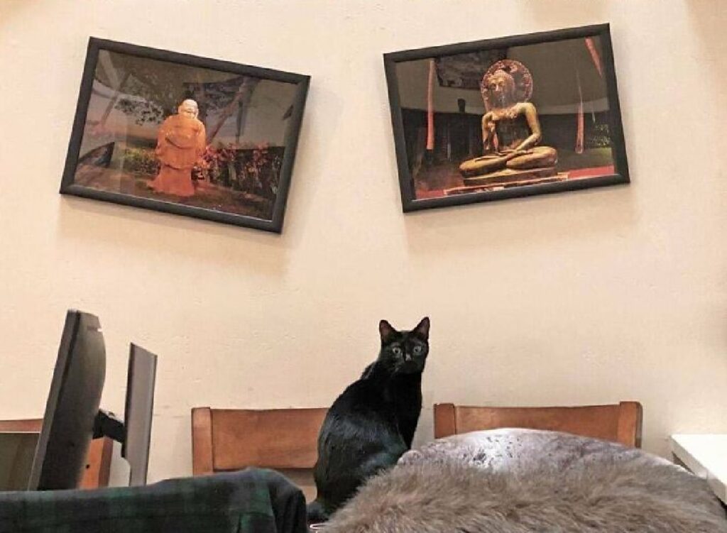 gatto nero storce quadri