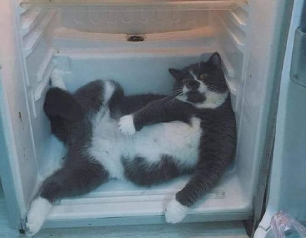 gatto congelatore troppo caldo