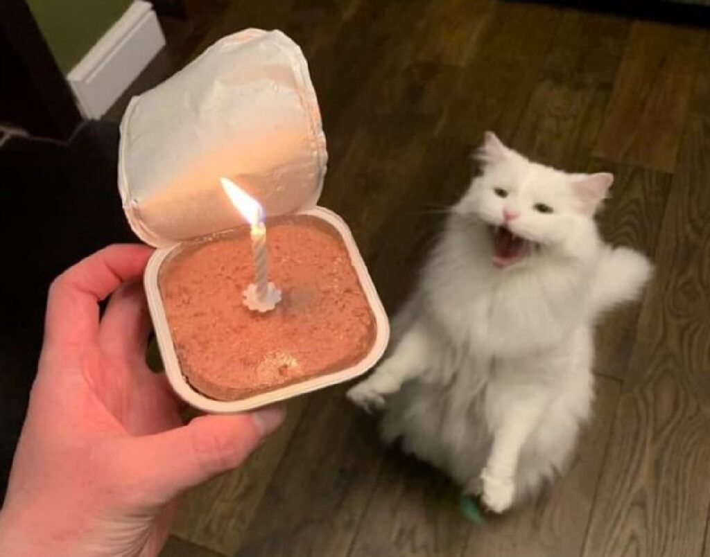 gatto bianco festeggia compleanno