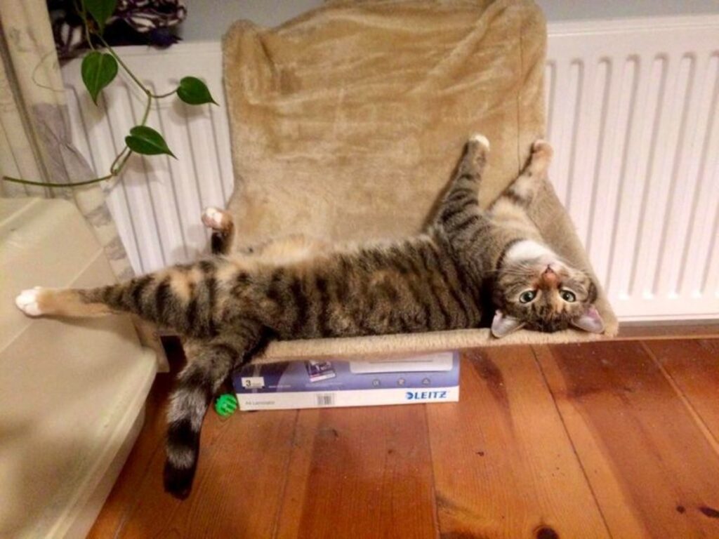 gatto sdraiato sedia