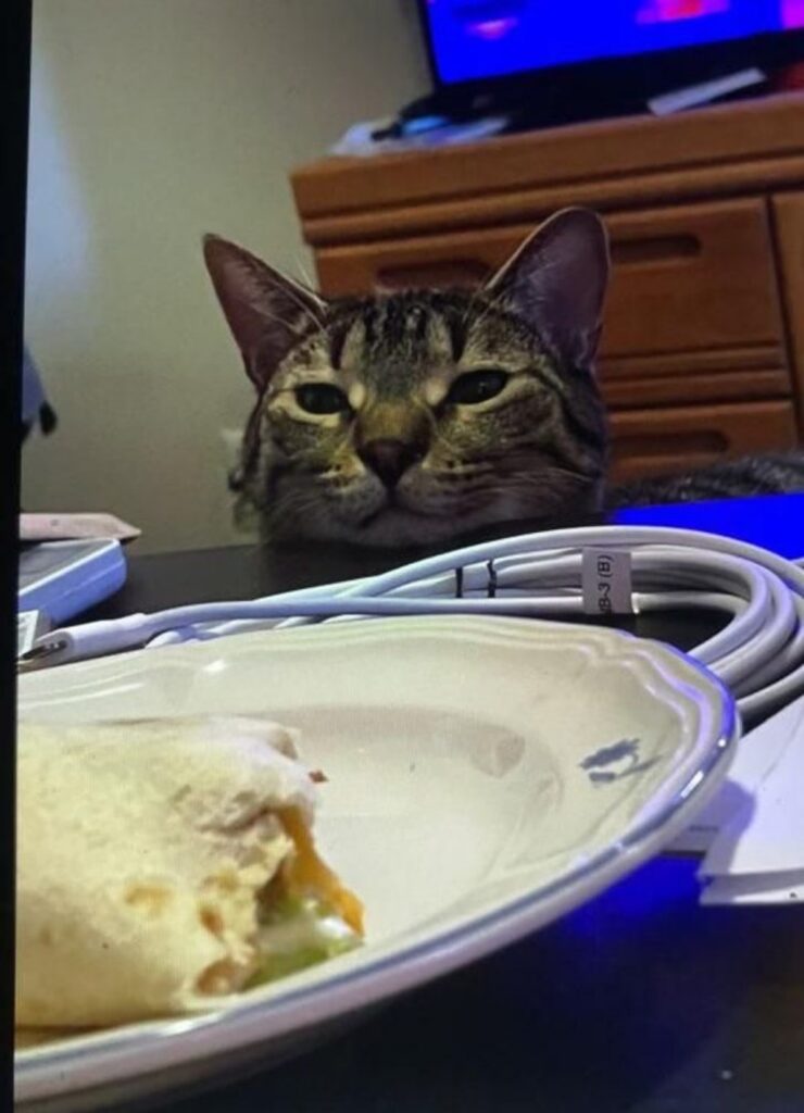 gatto guarda cibo