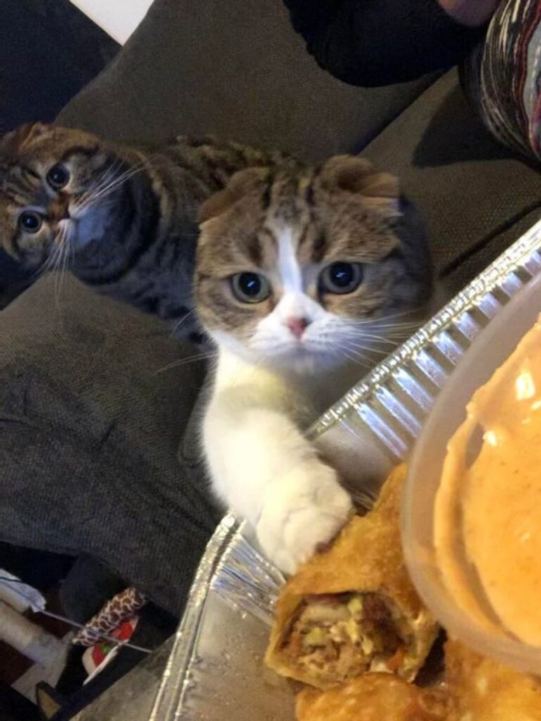 gattino zampa cibo