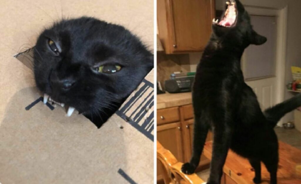 gatto nero sembra impazzire