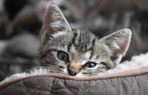 8 foto di gatti talmente divertenti da riuscirvi a strappare le lacrime per le risate