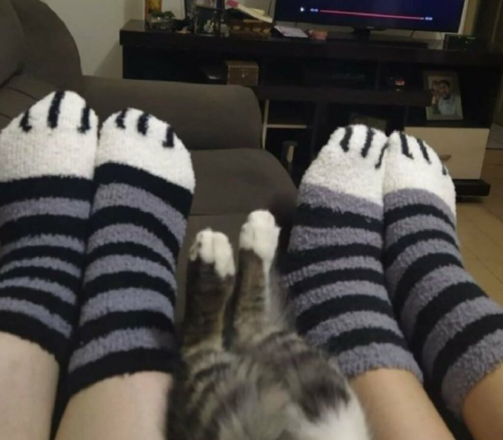 gatto calzini zampette somigliano