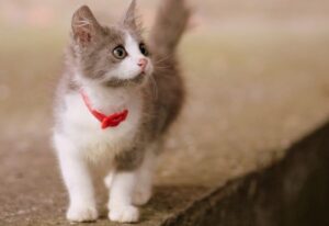 8 foto di gatti incredibilmente teneri, coccolosi e dall’aspetto irresistibile