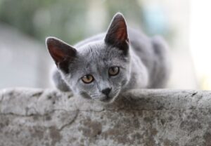 8 foto di gatti vincitori del premio “miglior comicità felina” del 2020