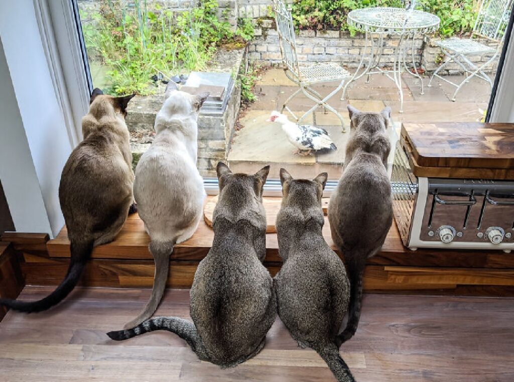 gruppo gatti osservano preda