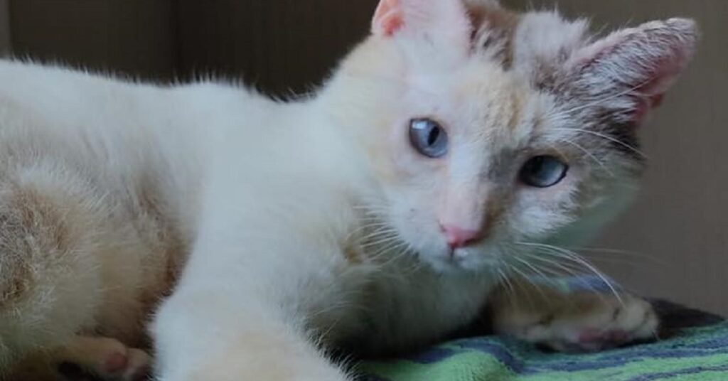 gattina dagli occhi azzurri