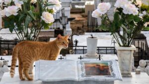 Gatti al cimitero: un cittadino pugliese conduce una battaglia personale per allontanarli