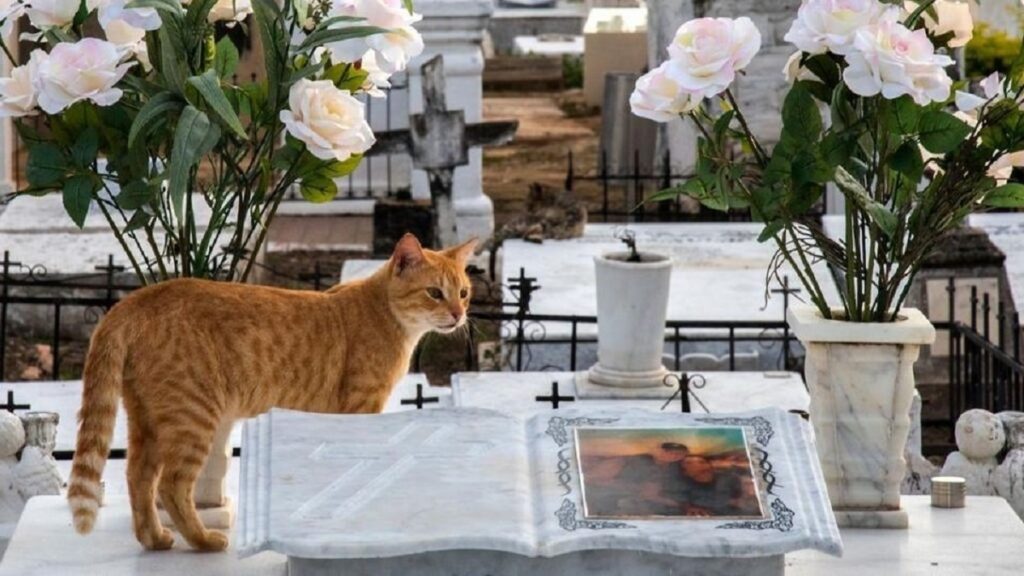 gatti nel cimitero