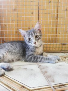 Chloe, la dolcissima gattina vittima di rinuncia di proprietà: aiutiamola