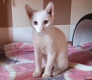 Diamante: gattino bianco panna in cerca di una casa accogliente